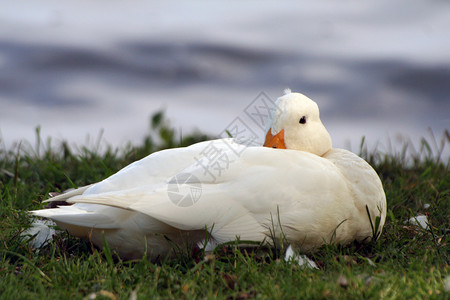 白色鹅白鸭鸭子宠物野生动物羽毛白色荒野小鸭子天鹅鸟类背景