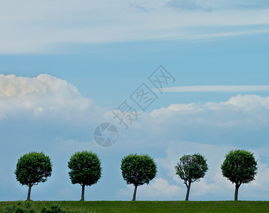 圆圆形形状树植物学五物花园叶子风景多云前院长方形绿色天空背景图片