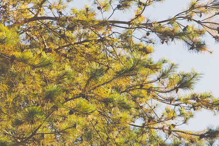 日本红松花园锥体叶子猪鬃松子松树密花表皮静脉黑毛高清图片