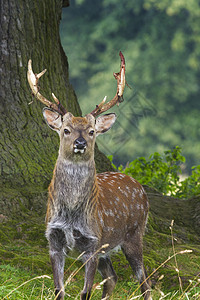 Sika Deer 新锡族雄性行为摄影动物野生动物哺乳动物场景野外动物草地背景图片