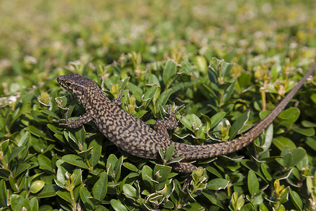 意大利皮埃蒙特比吉奥雷湖博罗梅莱群岛的蜥蜴高清图片