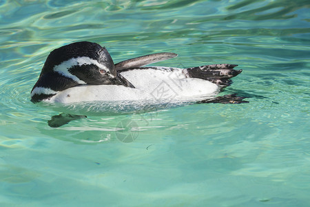 企鹅哺乳动物晚宴白色外套黑色岩石动物高清图片