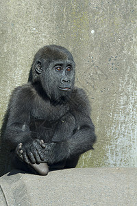小猩猩婴儿动物灵长类哺乳动物荒野野生动物女性背景