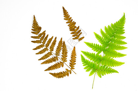 白色上的 Fern 细节背景图片