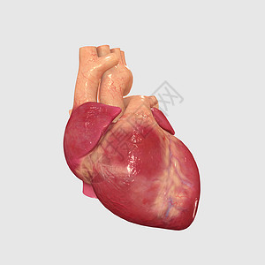 人类心心颅骨肌肉生物学细胞男人淋巴营养插图骨骼生理背景图片