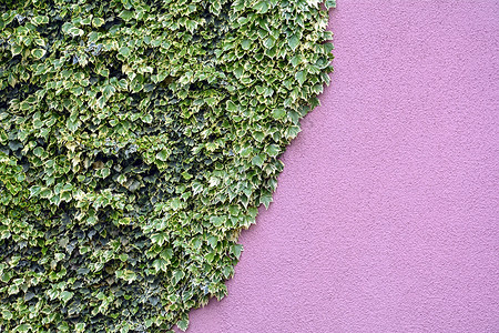 墙上的常春藤效果粉色纹理叶子植物建筑绿色生长建筑物废墟背景图片