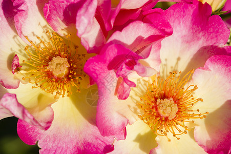 色彩多彩的玫瑰花朵花瓣宏观植物玫瑰花园背景图片