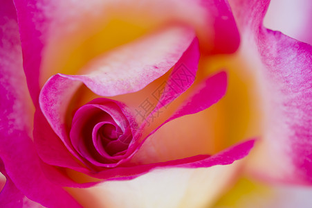 色彩多彩的玫瑰花朵玫瑰花瓣植物花园宏观背景图片