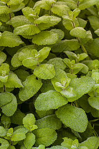 绿色植物 有大叶子和露露的绿树宏观花园植物绿色背景图片