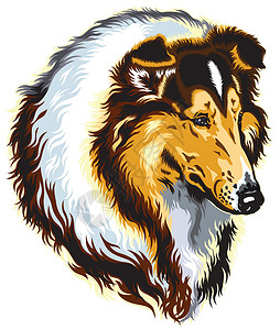 苏格兰牧羊犬头动物牧羊人犬类哺乳动物宠物恋人插画