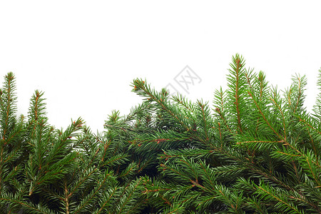 杉木背景松树枞树新年针叶枝条针叶树云杉白色庆典植物背景图片