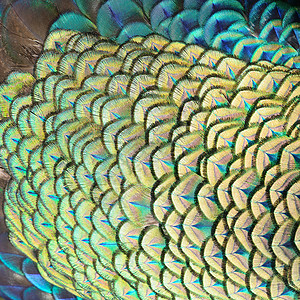 绿孔雀羽毛绿色野生动物蓝色宏观尾巴动物背景图片