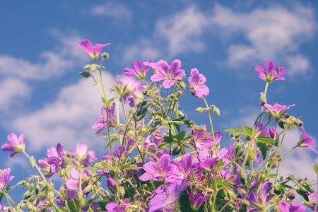 蓝色天空的花朵单子植物群风景球茎天堂花瓣野花雄蕊荣耀叶子背景图片