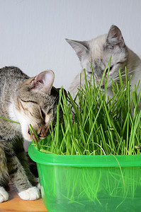 小猫和草哺乳动物绿色动物夫妻薄荷宠物猫科动物灰色植物背景图片