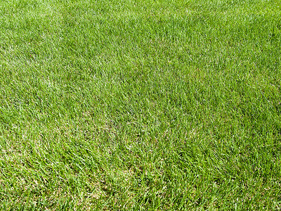 绿草投标院子纹理场地绿化绿色植物草地植物园林草皮背景图片