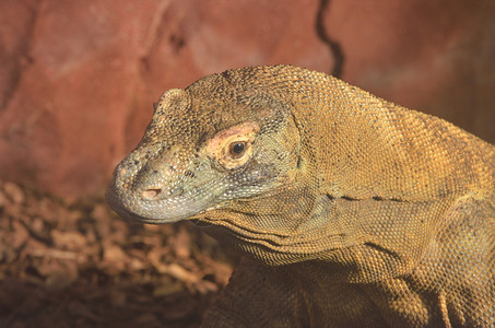 大蜥蜴头荒野绿色捕食者监视器热带野生动物动物群动物爬虫眼睛背景图片