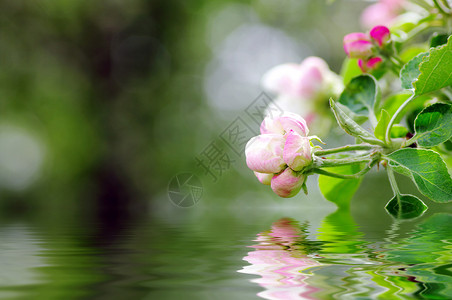 苹果花切合图片植物学园艺生长天空宏观花园海浪食物蓝色香气背景