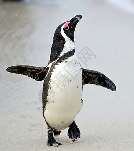奔跑企鹅非洲企鹅鸟类学笨蛋海鸟野生动物鲈鱼荒野动物海滩乐趣巨石背景