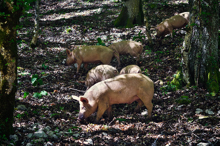 一群猪森林中的猪背景