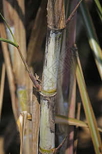 萨勒纳姆甘蔗糖浆茎节高清图片