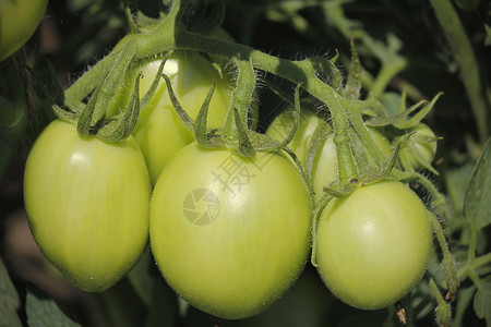 科埃哈茄科绿色的高清图片