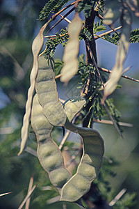 相思卡鲁印度巴布胡尔树 阿卡西亚尼洛蒂卡 巴布胡尔树家庭大树金合欢豆荚含羞草背景