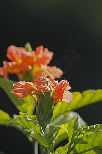 Crossandra在  基础布利形式  中植物扇形花爆竹花背景图片