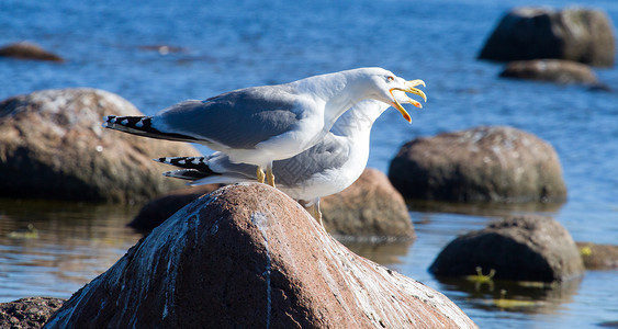 鸟群中海鸥声响动物群野性海鸟羽毛眼睛石头声音白色生活盐水背景图片