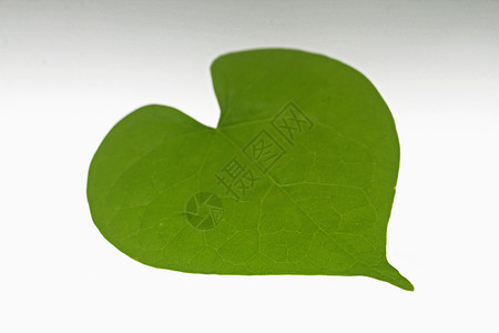 心脏形状叶情怀心形绿色纹理概念叶子牵牛花创造力问候语背景图片