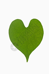 心脏形状叶纹理问候语情怀叶子牵牛花创造力绿色概念心形背景图片