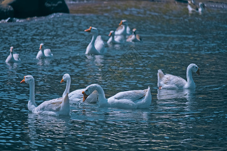 湖边的母鹅翅膀乡村鸟类池塘家禽白色鸭子背景图片