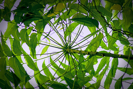 兰戈斯塔叶叶叶阿扎迪拉奇塔卫生枝条草本植物生长印楝苦楝子农业药品医疗叶子背景