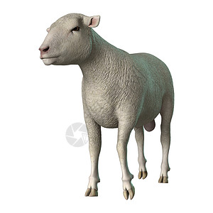 白色的羊羔插图哺乳动物羊肉动物羊毛家畜农场农业背景图片