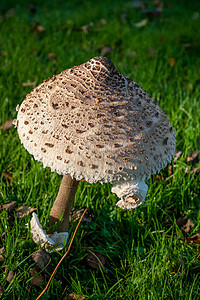 大型大蘑菇光圈植物学低角度植物尺寸背景图片