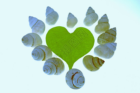 幸运爱 概念和思想爱情心形热情想法叶子贝壳情怀叶脉绿色蜗牛背景图片