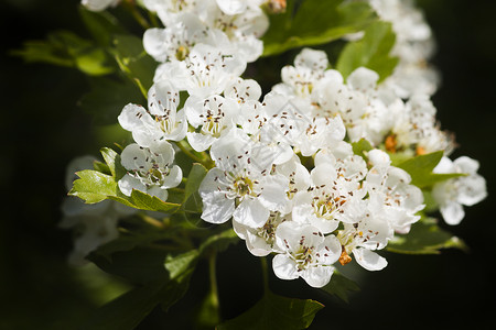 霍索生长花瓣植物学花朵叶子花粉宏观山楂园艺绿色背景图片