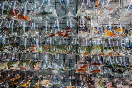 金鱼市场香港背景图片