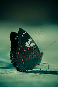 红白斑蝴蝶白色红色背景图片