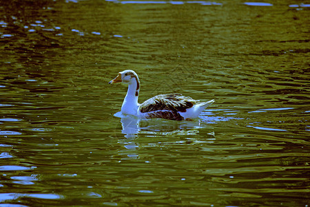 湖边的母鹅家禽白色鸭子鸟类池塘翅膀乡村背景图片