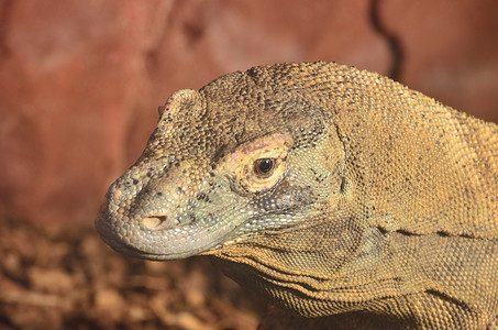 大蜥蜴头爬虫热带监视器绿色捕食者动物动物群荒野野生动物眼睛背景图片