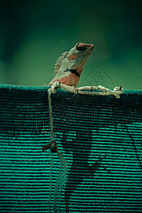 印度菜园蜥蜴树叶色花园动物爬虫野生动物背景图片