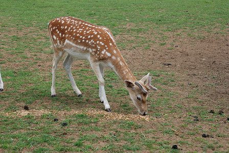落鹿达马达马荒野野生动物草地鹿属哺乳动物动物群反刍动物背景图片