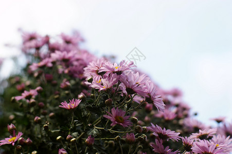 菊花妈妈小菊花黄花雏菊背景图片