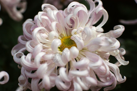 菊花妈妈雏菊小菊花黄花背景图片