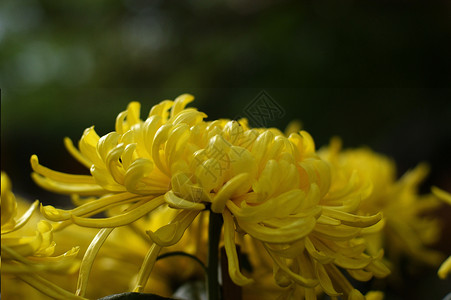 菊花黄花妈妈雏菊小菊花背景图片