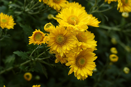 菊花黄花雏菊小菊花妈妈高清图片