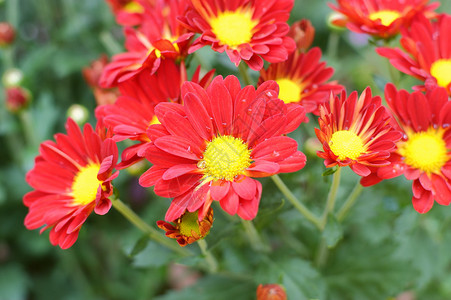 菊花小菊花雏菊妈妈黄花背景图片