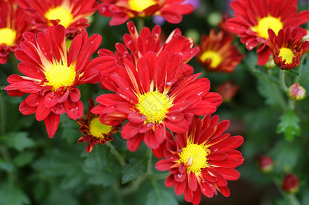 菊花黄花雏菊小菊花妈妈背景图片