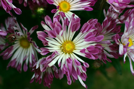 菊花妈妈雏菊黄花小菊花背景图片