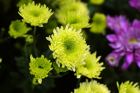 菊花雏菊黄花妈妈小菊花背景图片